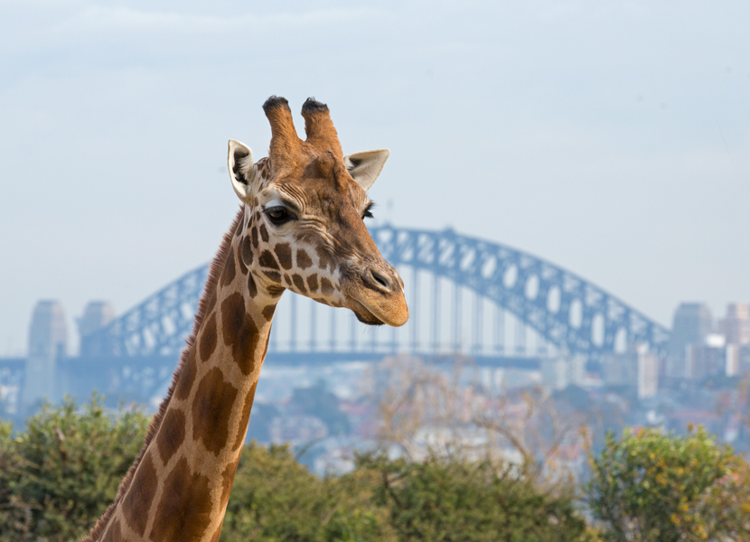 Sydney Zoo
